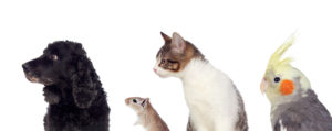 Petland