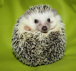 chov ježka bělobřichého, jak na chov ježka bělobřichého, rozmnožování ježka bělobřichého