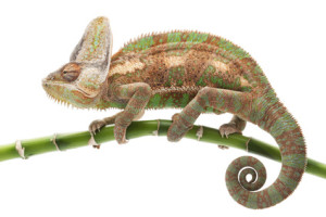 hlídání chameleonů Praha
