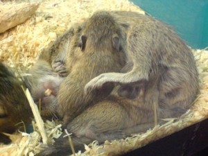 chov osmáka degu, osmák degu chov, rozmnožování osmáka