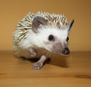 chov ježka bělobřichého, jak na chov ježka bělobřichého, nemoci ježka bělobřichého