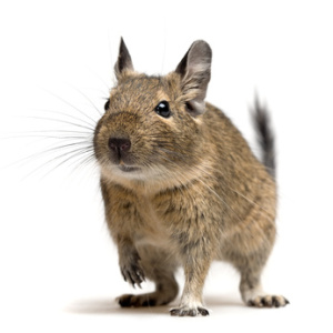 chov osmáka degu, osmák degu chov kolik chovat osmáků