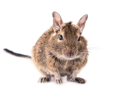 chov osmáka degu, osmák degu chov