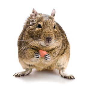 chov osmáka degu, osmák degu chov, krmení osmáka