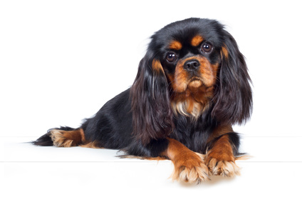 Cavalier King Charles Spaniel Hund Liegt Aufmerksam