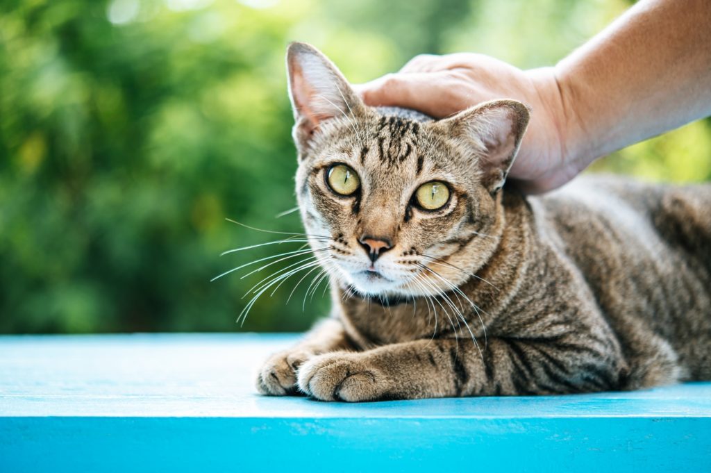 felinoterapie