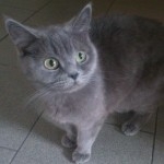 hlídání kočiček