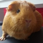 Feebee