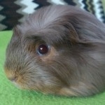 Jenny