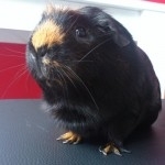 Megee