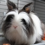 hlídání Teddy králíků