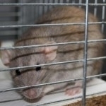 Abby