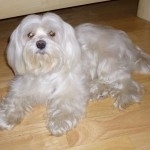 dog sitting, hlídání psů v Praze
