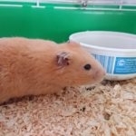 hlídání křečka