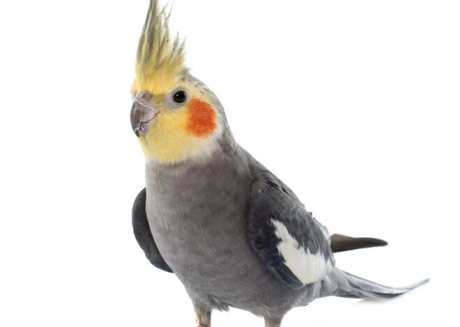 Převoz papouška