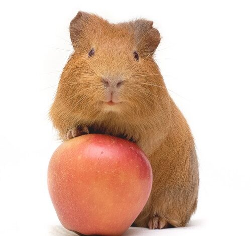 Jak morčeti podávat vitamín C