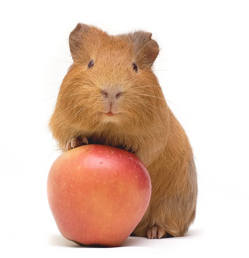 Jak morčeti podávat vitamín C